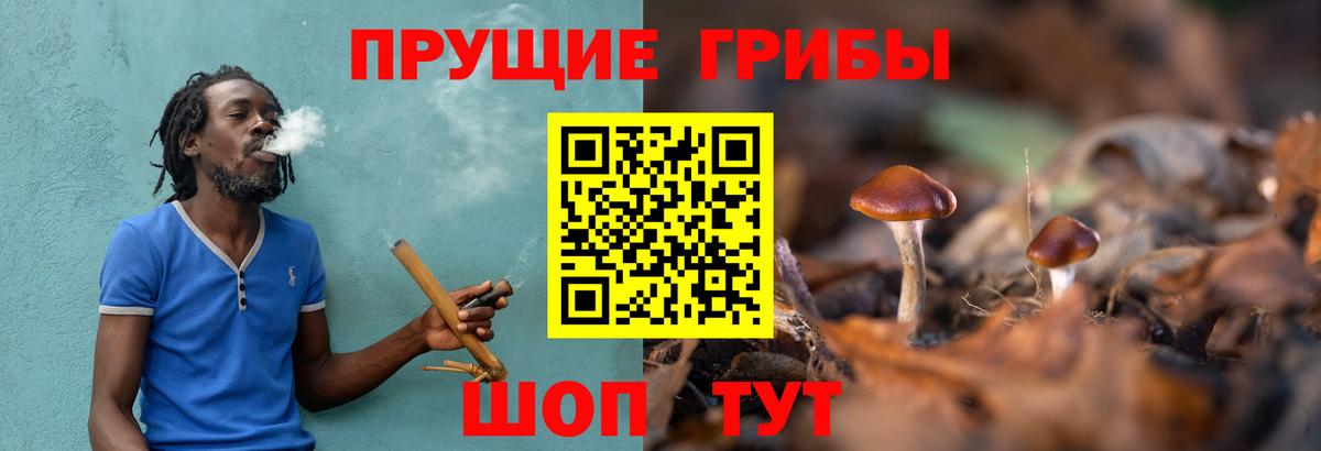 Кстово  Псилоцибиновые грибы Cubensis  Вход с VPN  купить наркотики цена  Псилоцибиновые грибы MAGIC MUSHROOMS 
